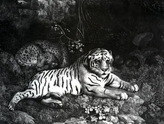 Due tigri, 1788